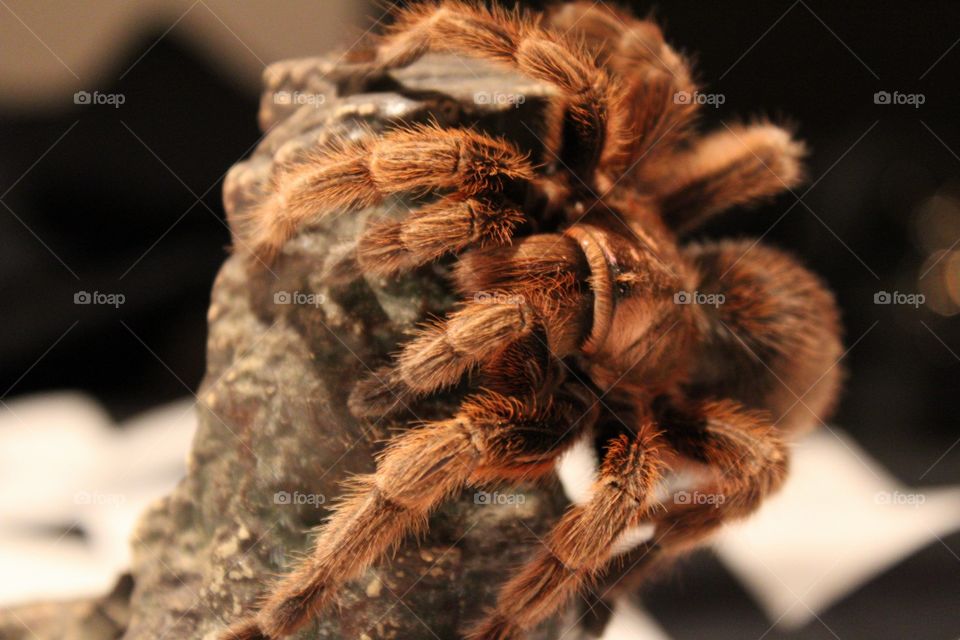 Spider 🕸
