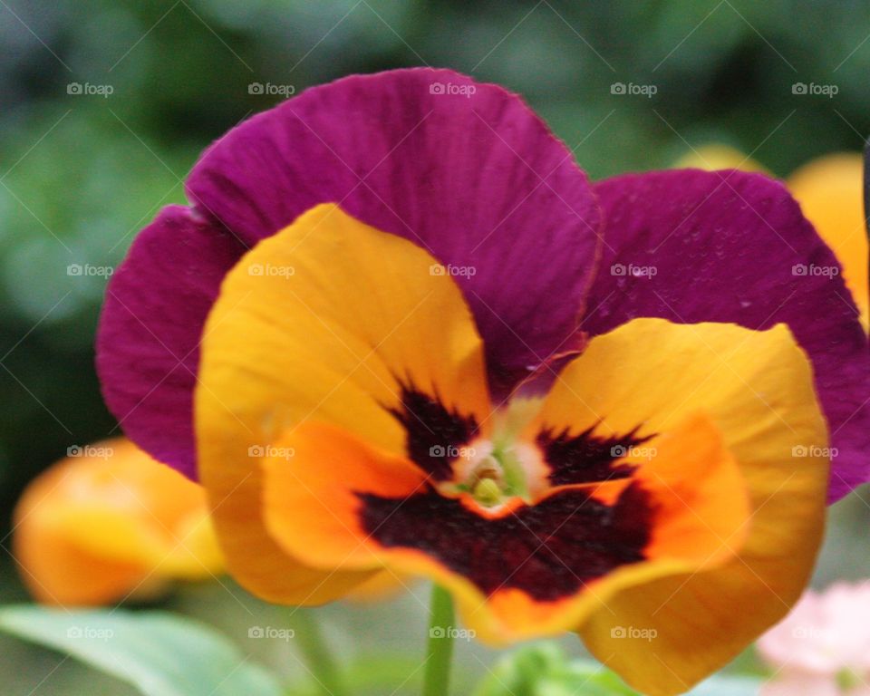 Multi-colored Pansy