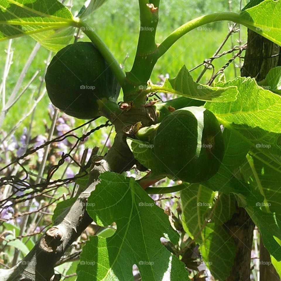 A beautiful fig tree.