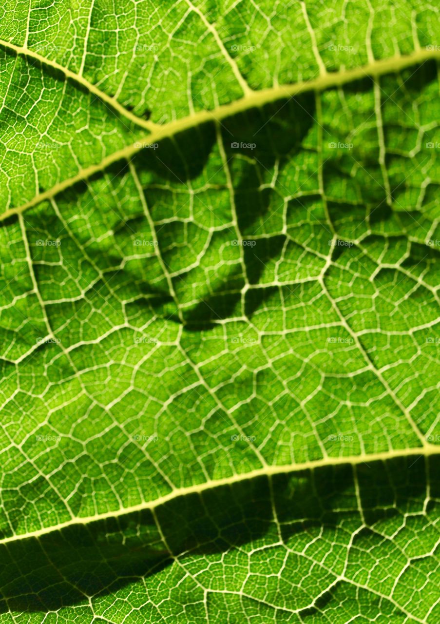 Macro closeup sunlight illuminating details of a green mulberry bush leaf, image suitable for background or desktop 