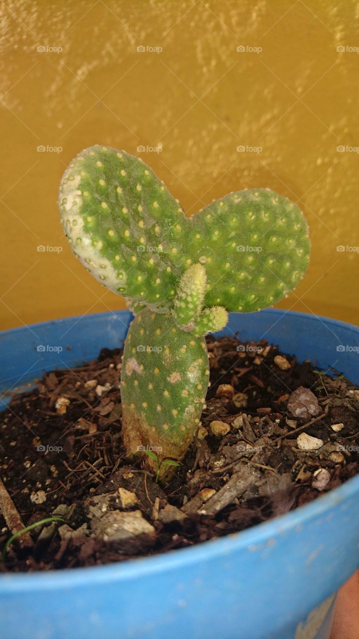 nopal