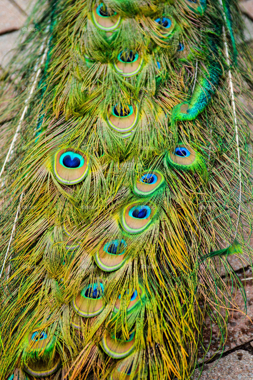 Peacock feather pattern