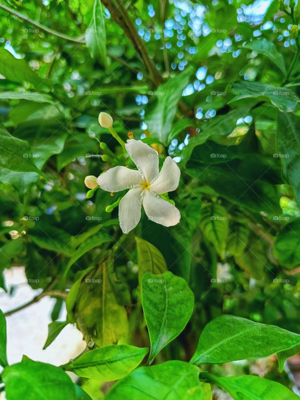 Wow, that flower in bloom looks so vibrant and beautiful! It must be such a lovely sight to see. Nature never fails to amaze me with its colours and beauty. 🌸