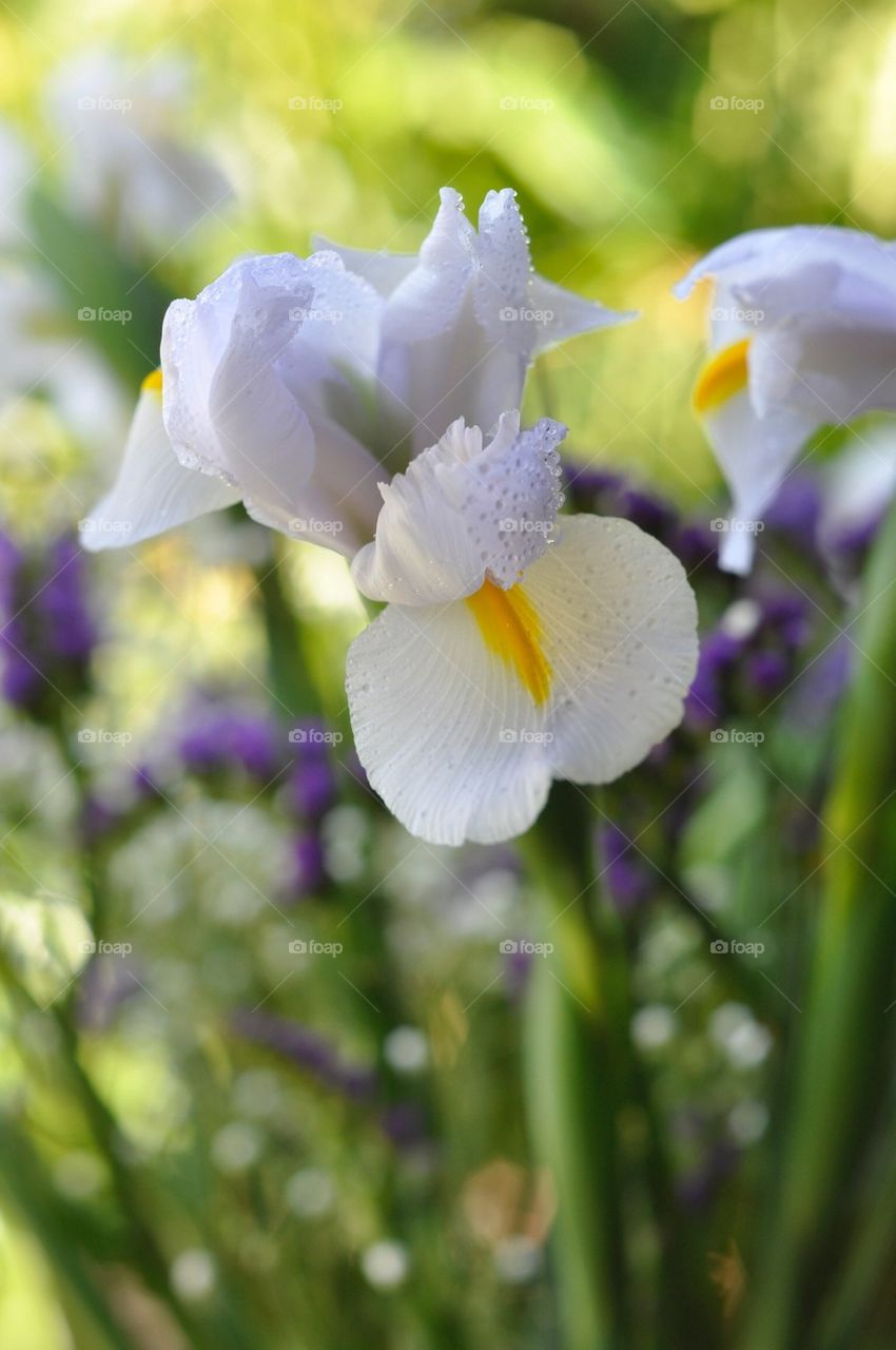 Iris dew