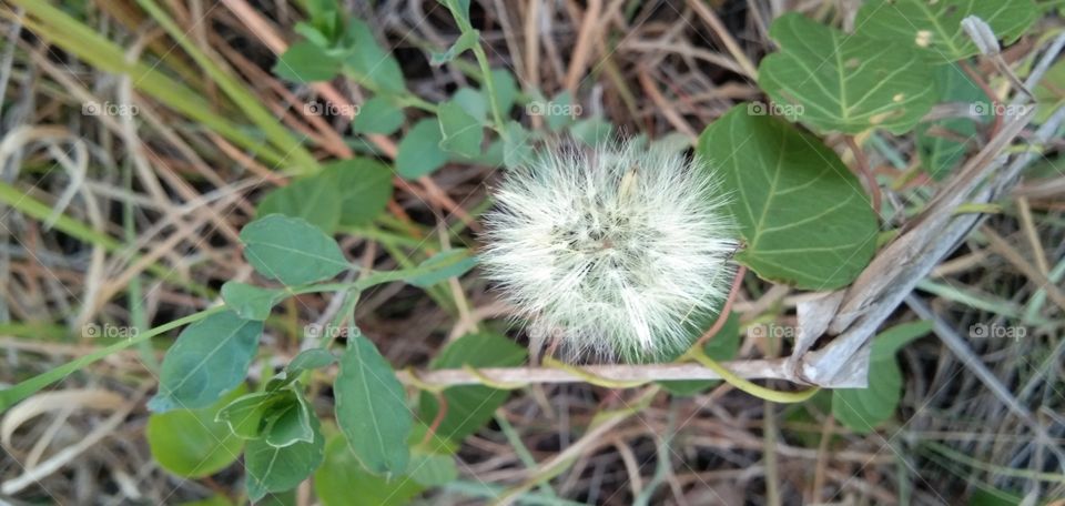 Taraxacum officinale / Jombang; short herbaceous, yellow flowering, broad wide leaves & curved edges. The flower is a collection of small flowers that nest in one flower hump, which is characteristic of the kenikir tribe. (south borneo)