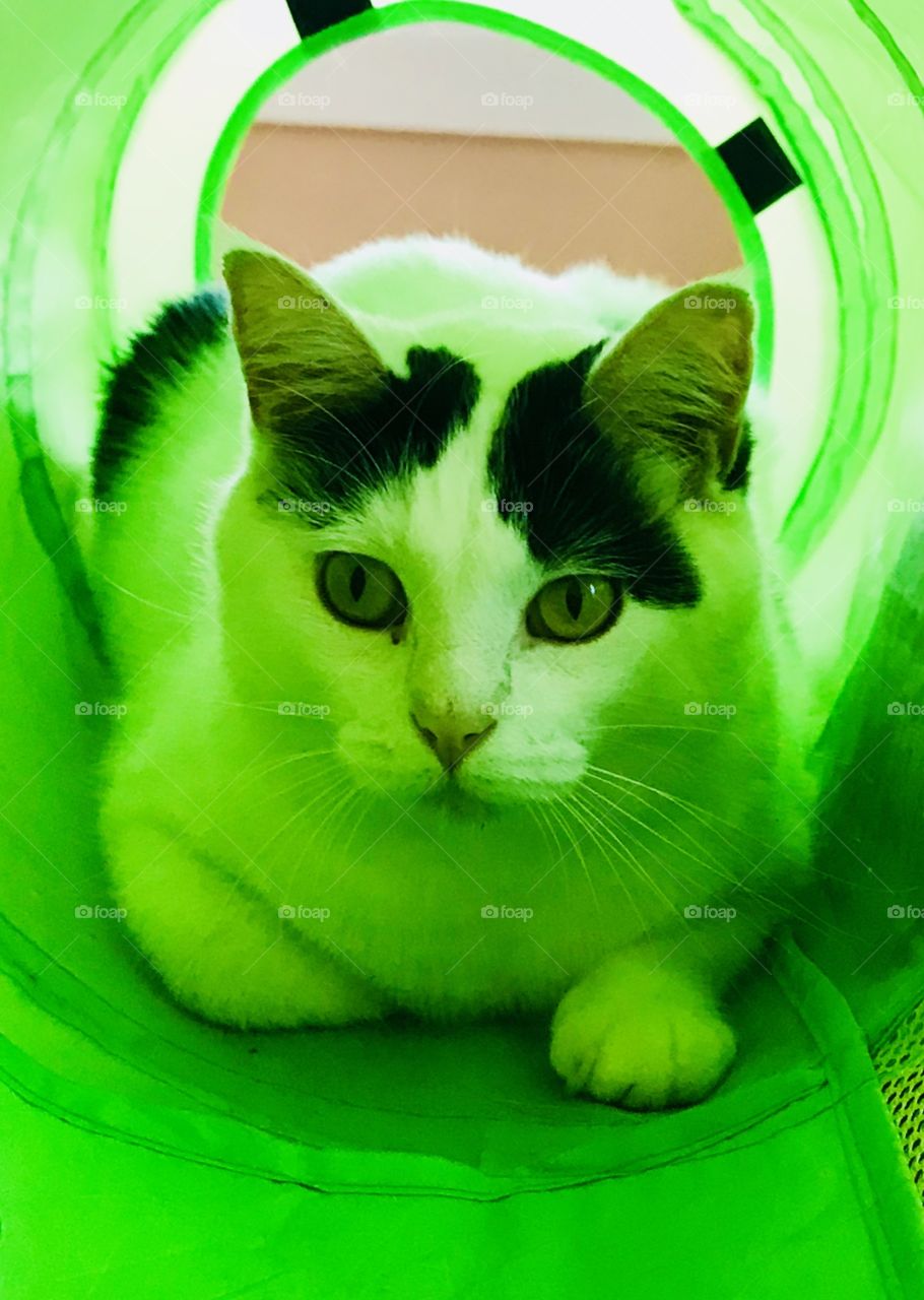 Kitty in Green Tube