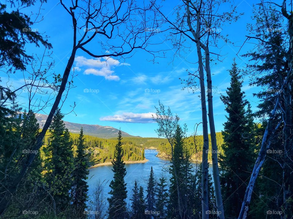 Pine trees infront if a beautiful blue lake