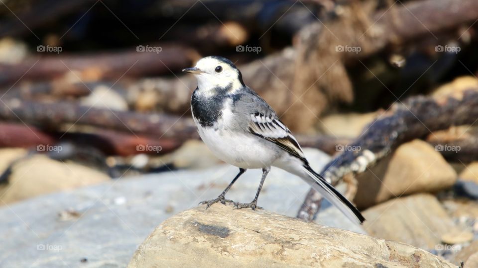 Wagtail