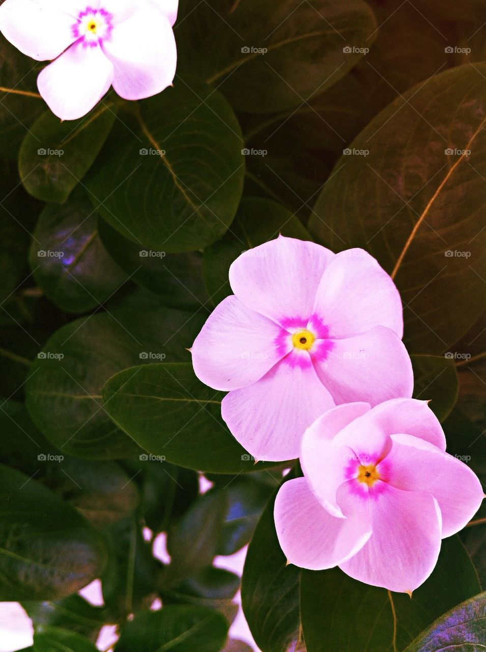 Pink flowers