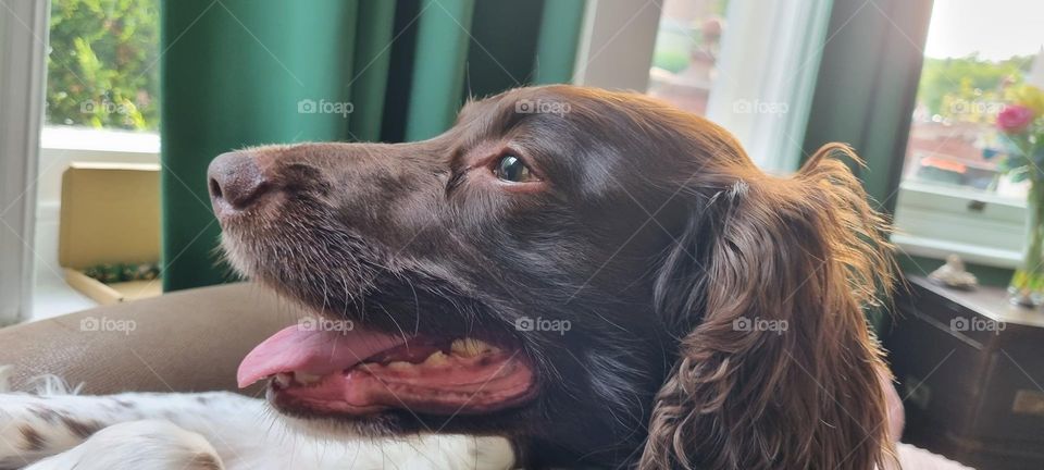 chilled dog looking out the window