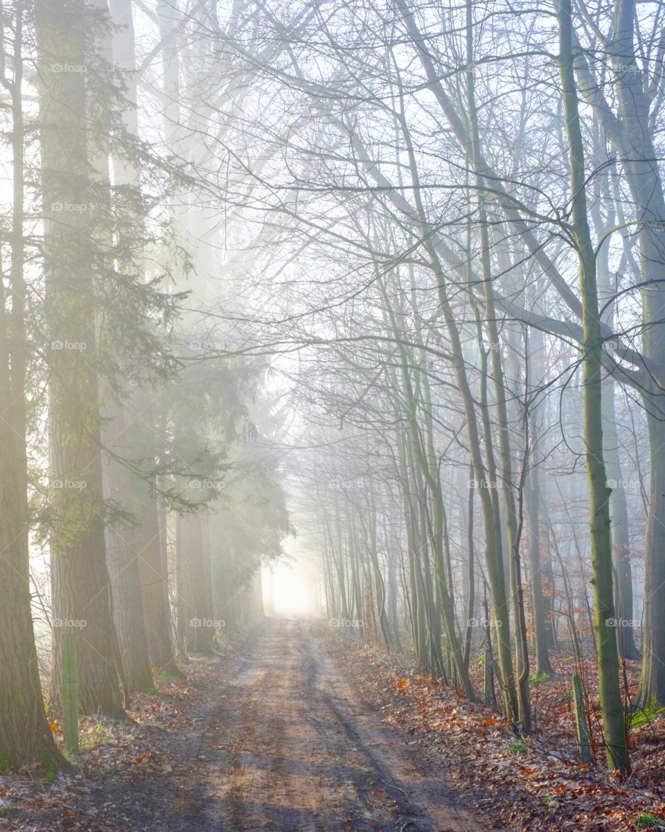 Misty road