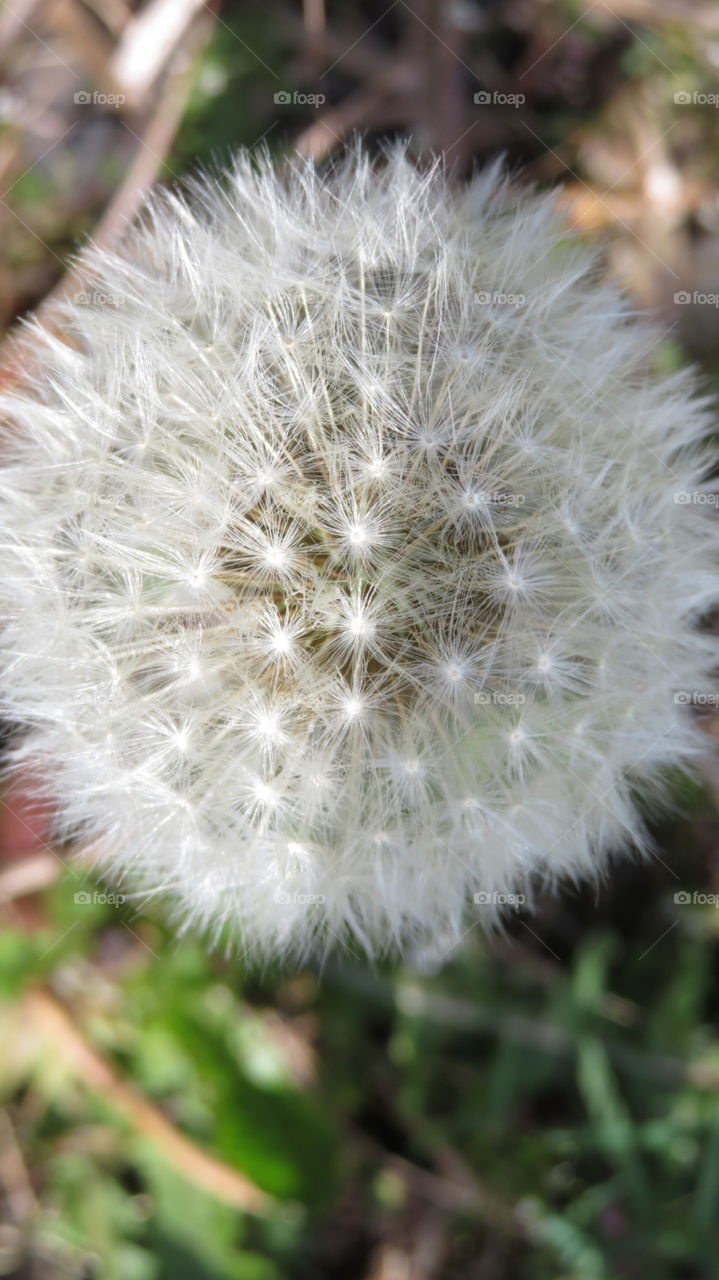 Dandelion 