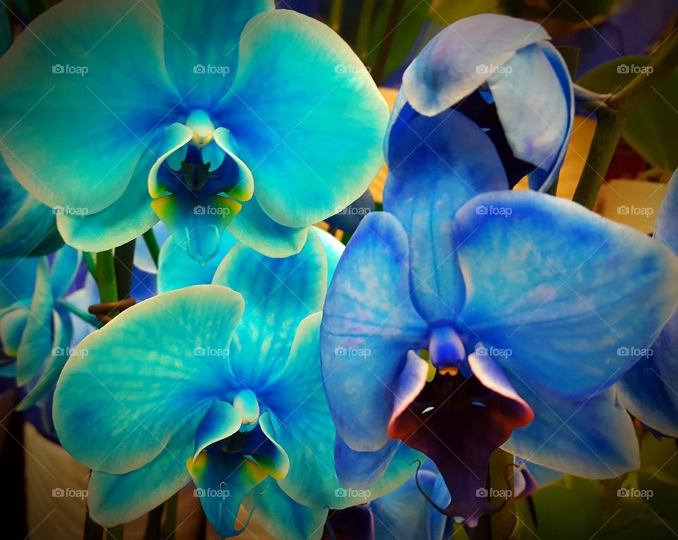 orchids