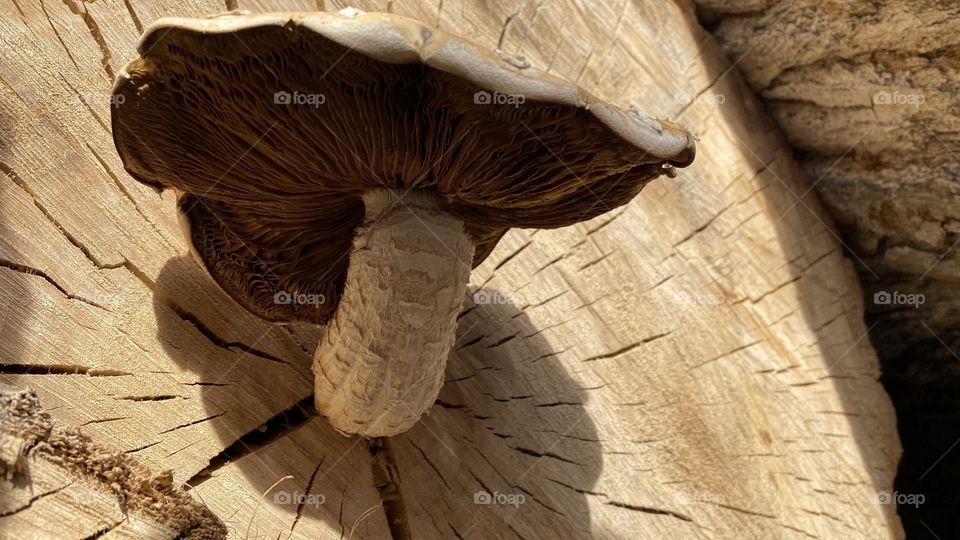 A mushroom growing out of a log 