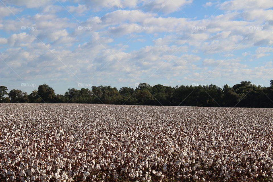 Cotton field