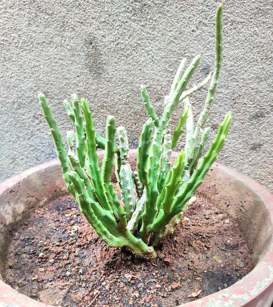 भारतीय आयुर्वेदिक पौधे