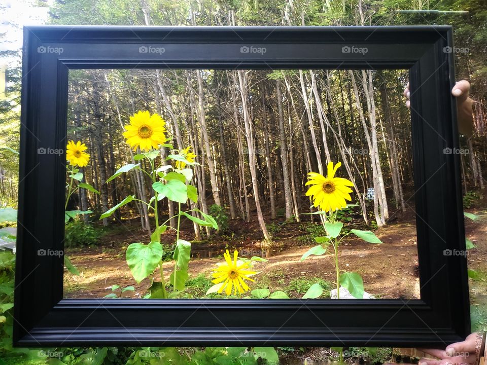 Portrait of a plant:
Sunflowers.