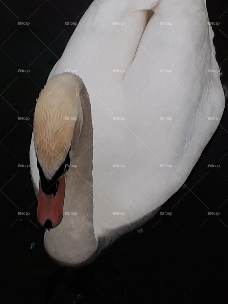 Mute Swan