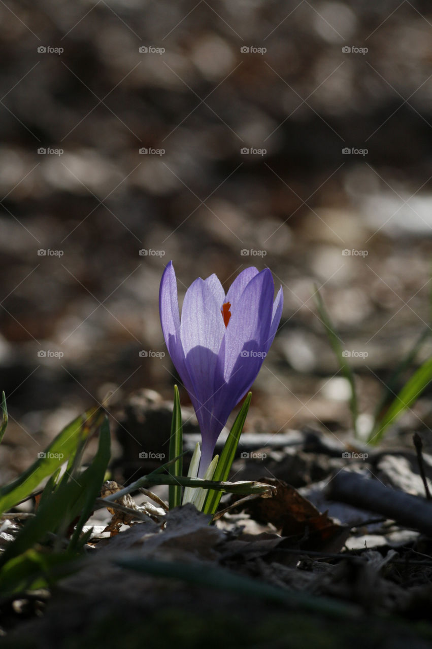 crocus