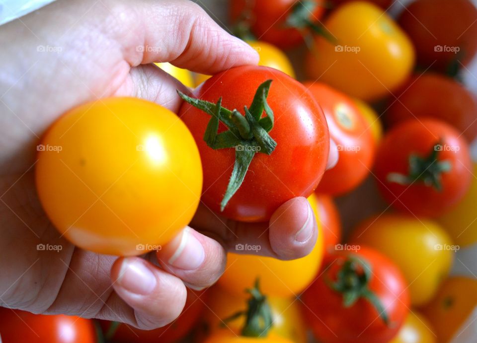 Food, No Person, Tomato, Grow, Nutrition