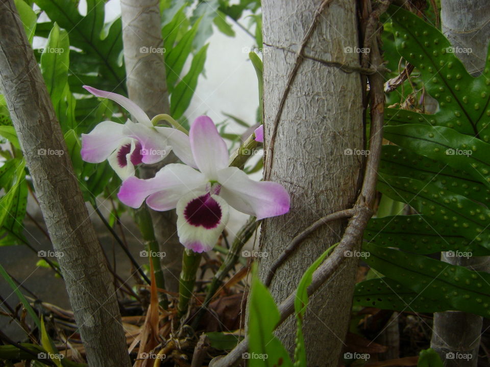 orquídea