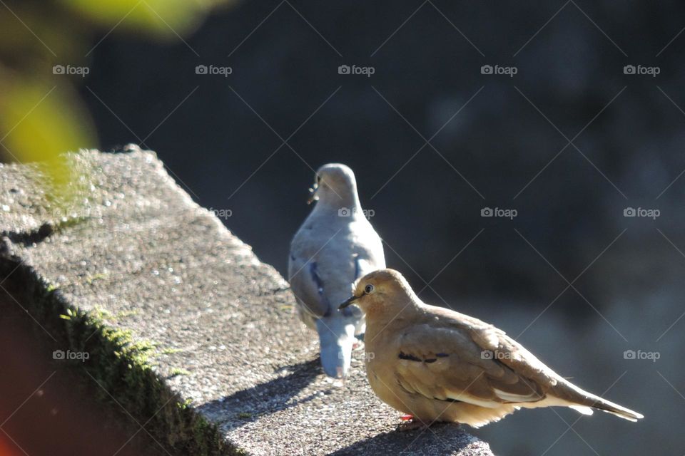 Casal de rolinhas ao sol