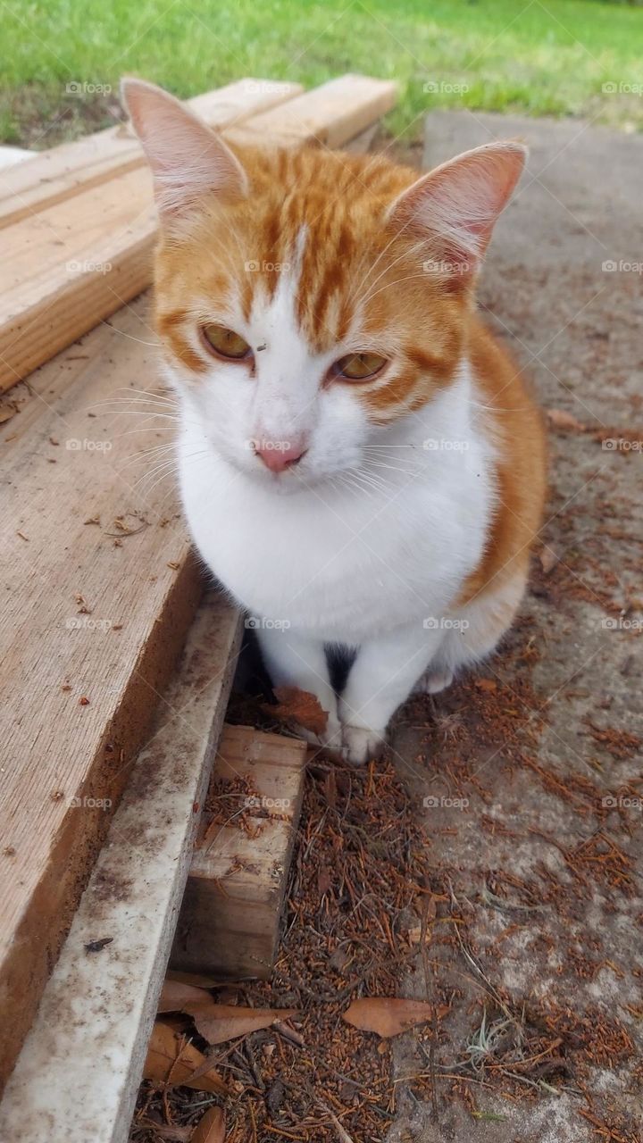 A Tabby's Quiet Moment