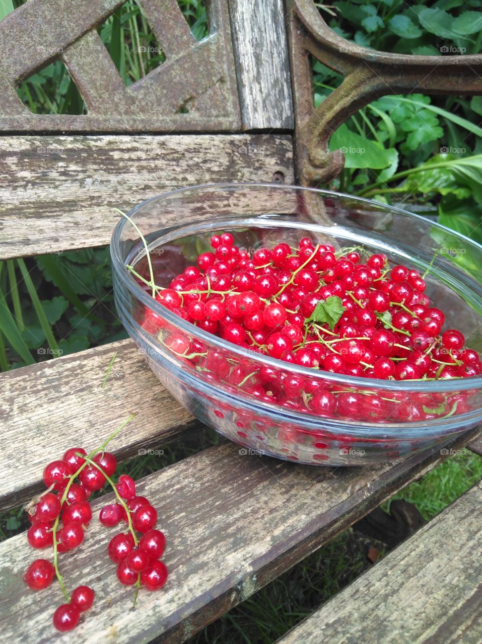 red currants