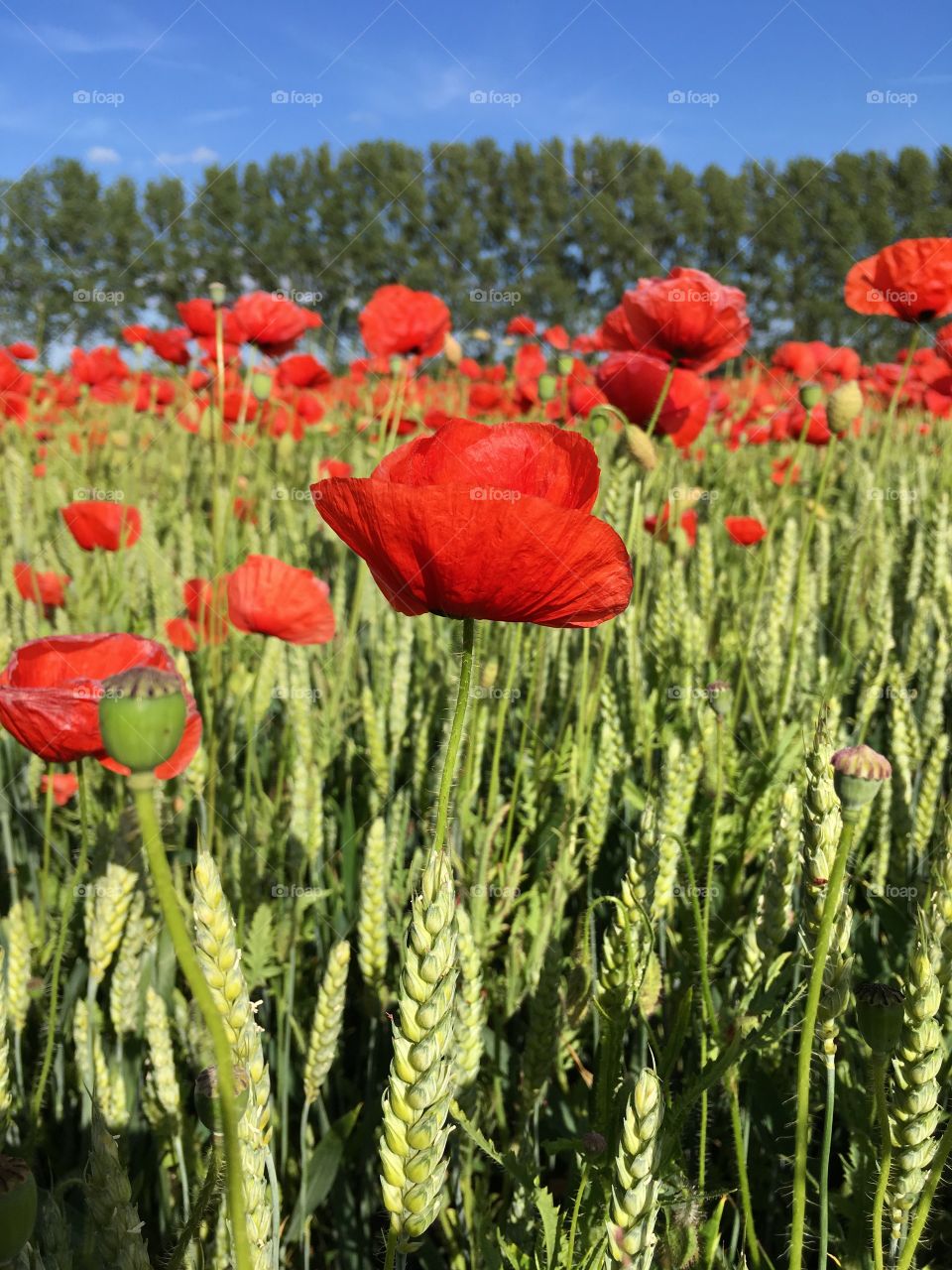 Poppies.