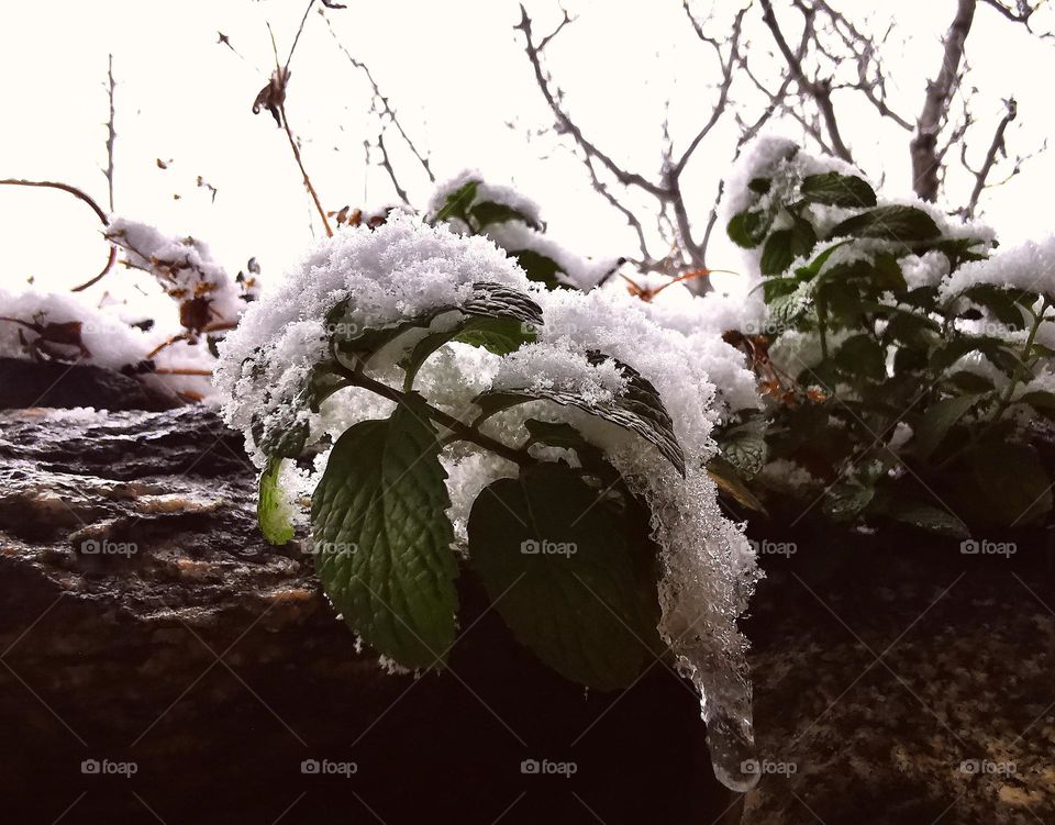 fresh snow on tea leaves