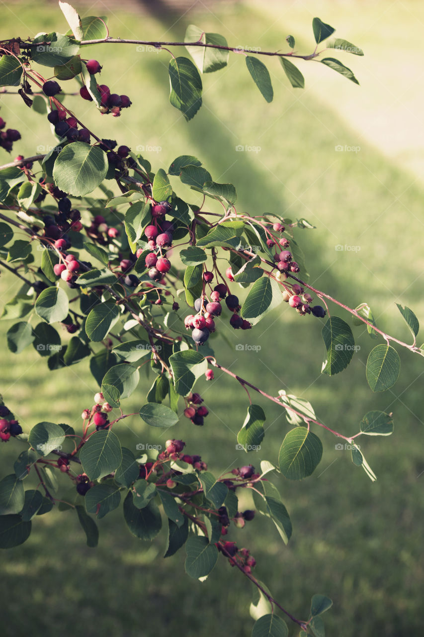 Backyard Berry Bush 