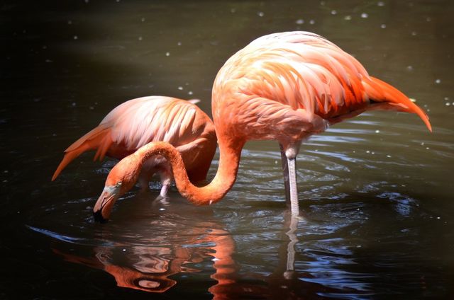 Flamingo