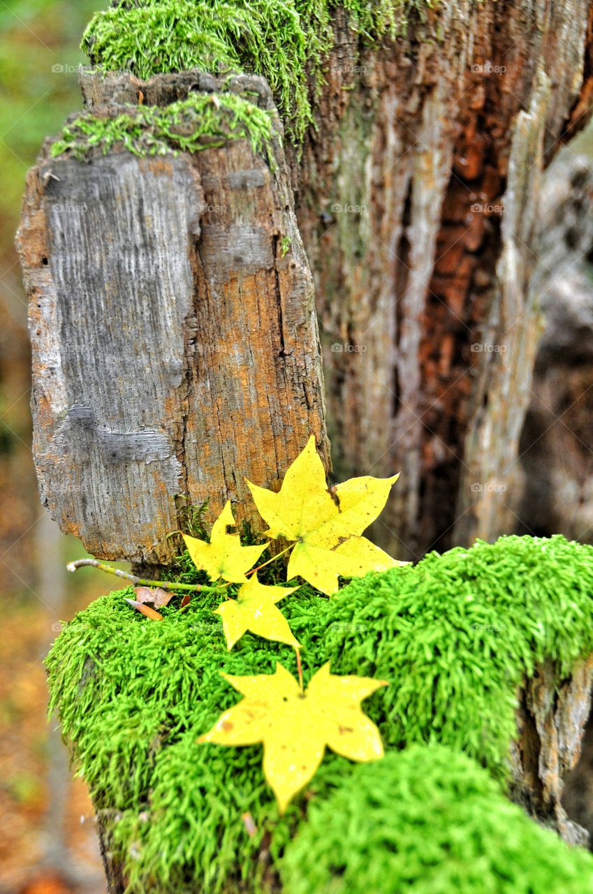 yellow leaf on a tree stump