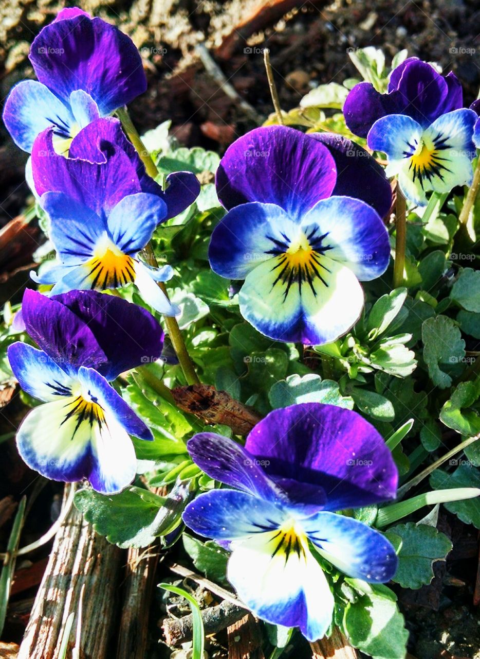 pansy or viola flower