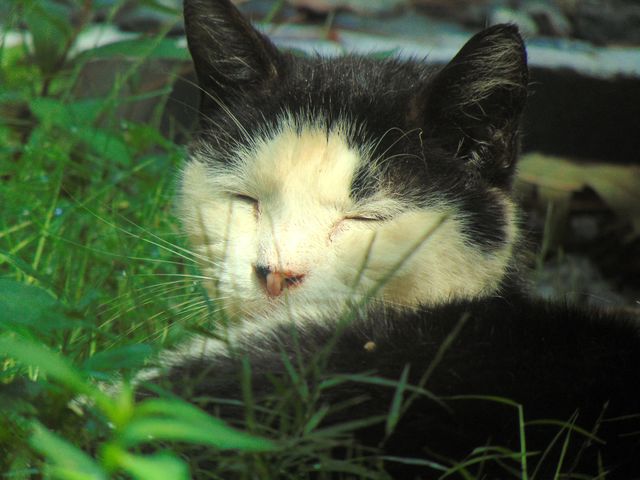 A sleepy cat.