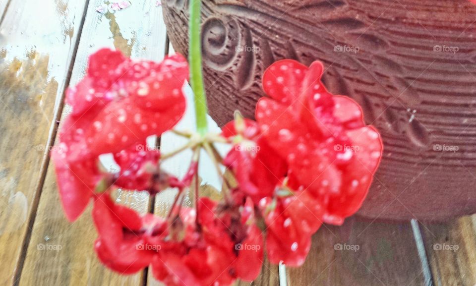 Flower Pot. Geraniums in the Rain