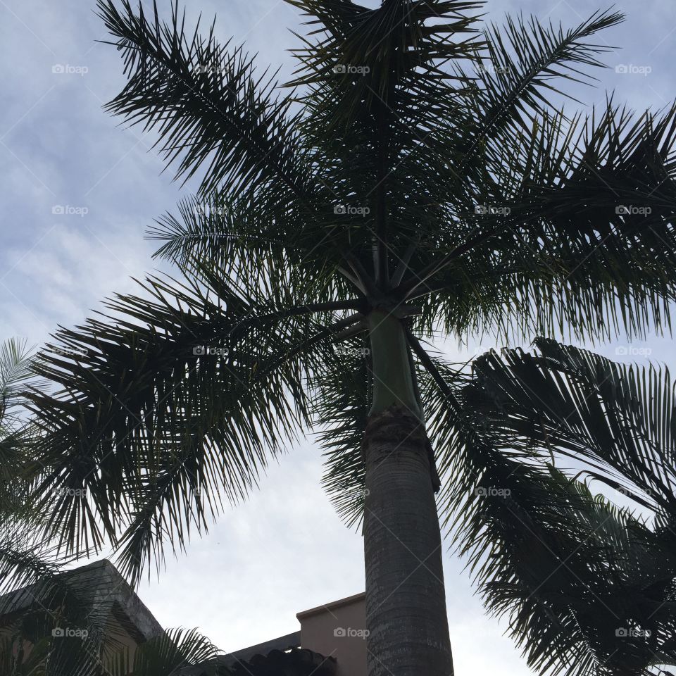 Palm tree view 
