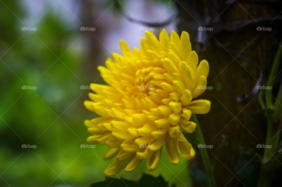 yellow flower