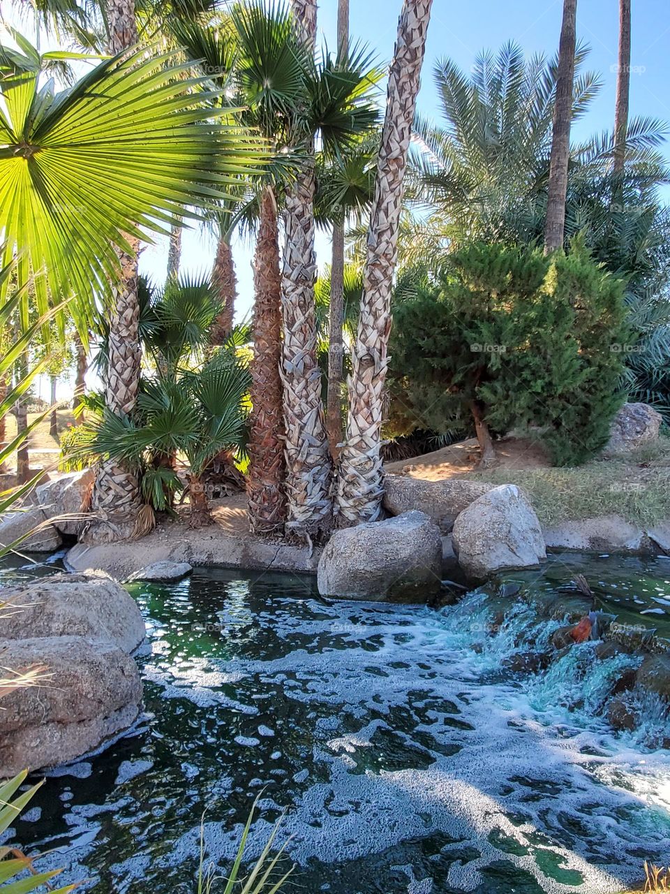 Palm Trees and a Waterfall