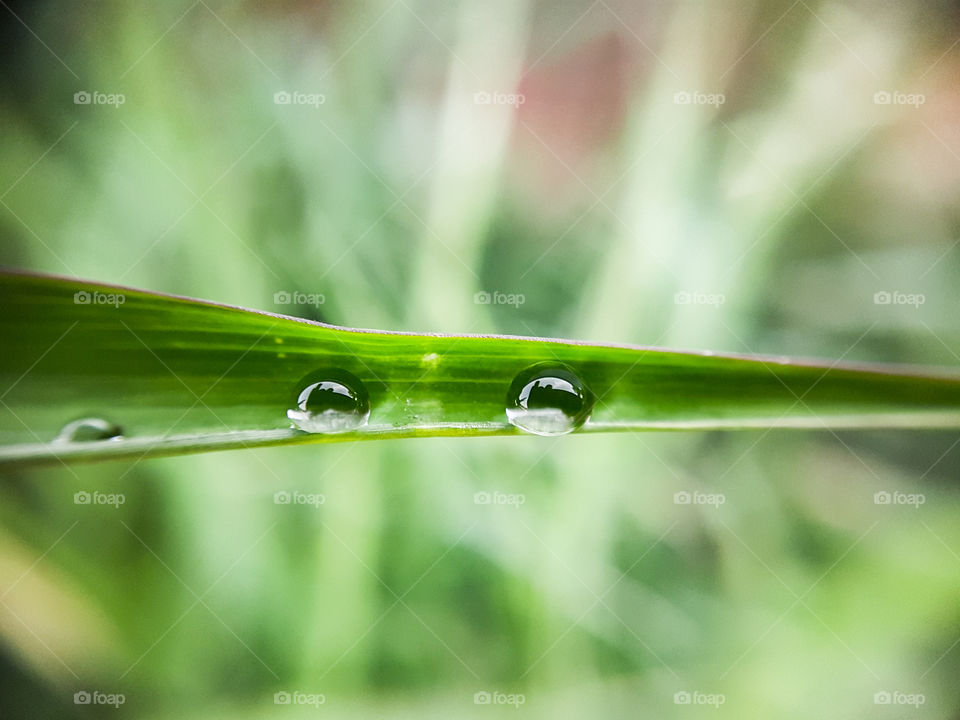 water droplets inside a blade of gras