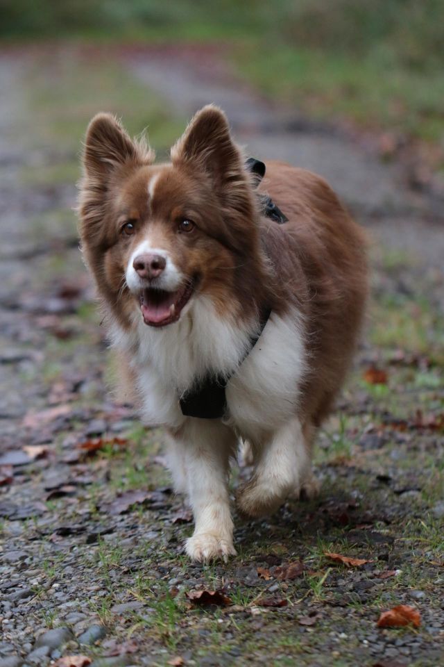 Hundespaziergang