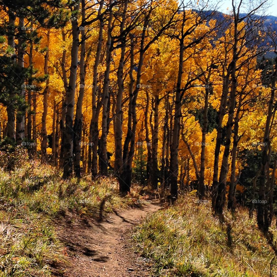 Autumn trail beauty