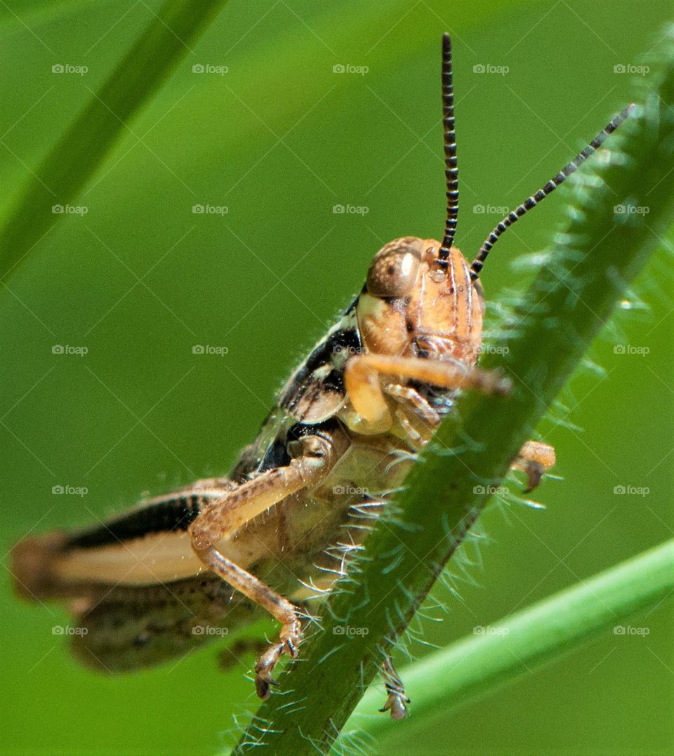 Grasshopper 