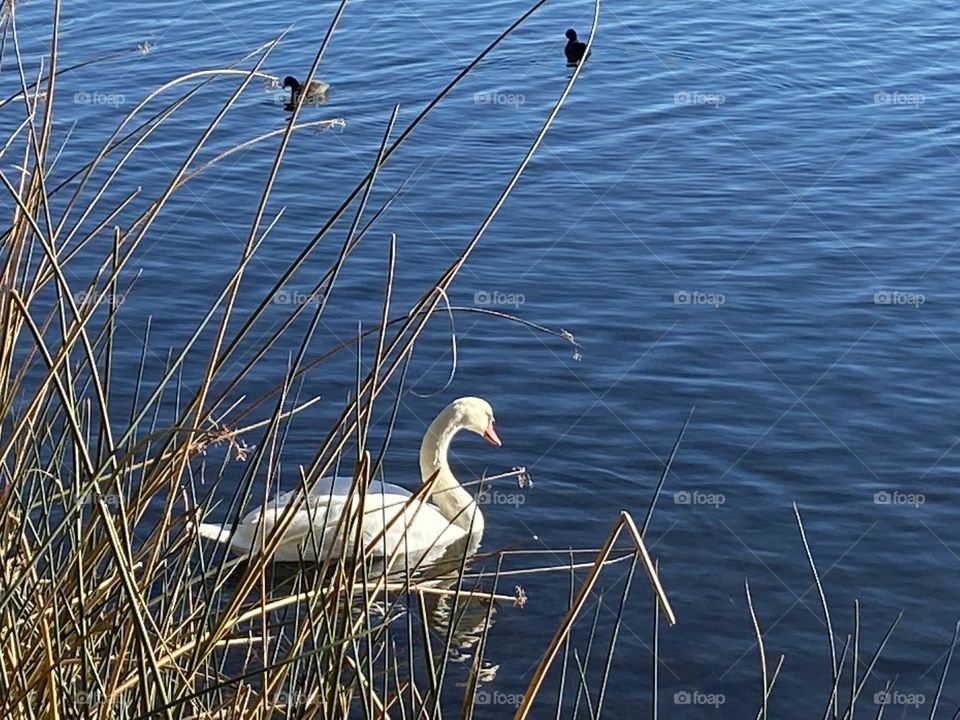 White swan in lake 