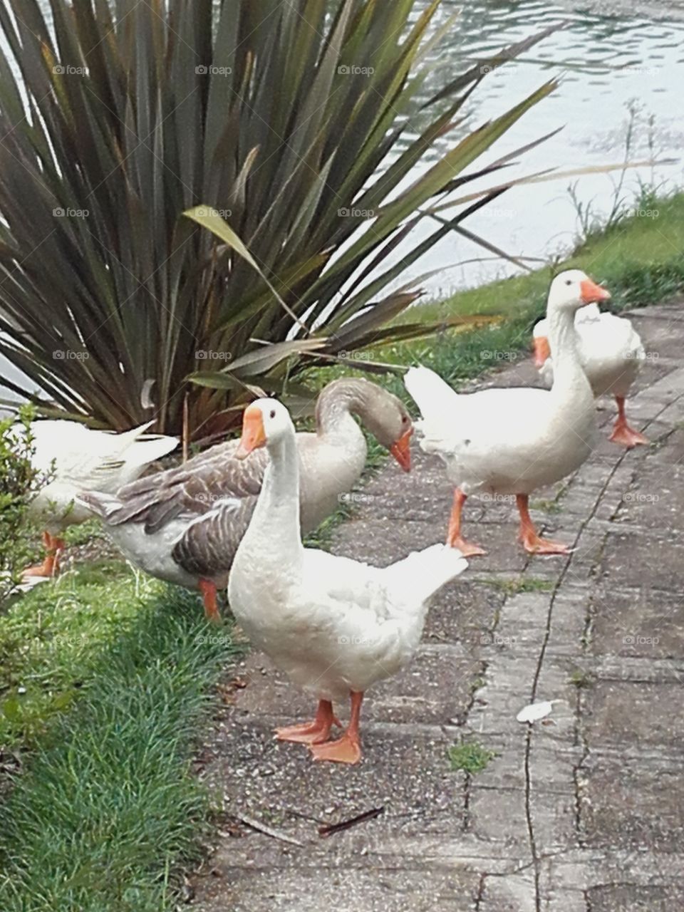 Bird, Goose, Duck, No Person, Nature