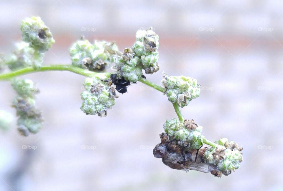 Fly and plant become one. and plant slowly decomposing a fly