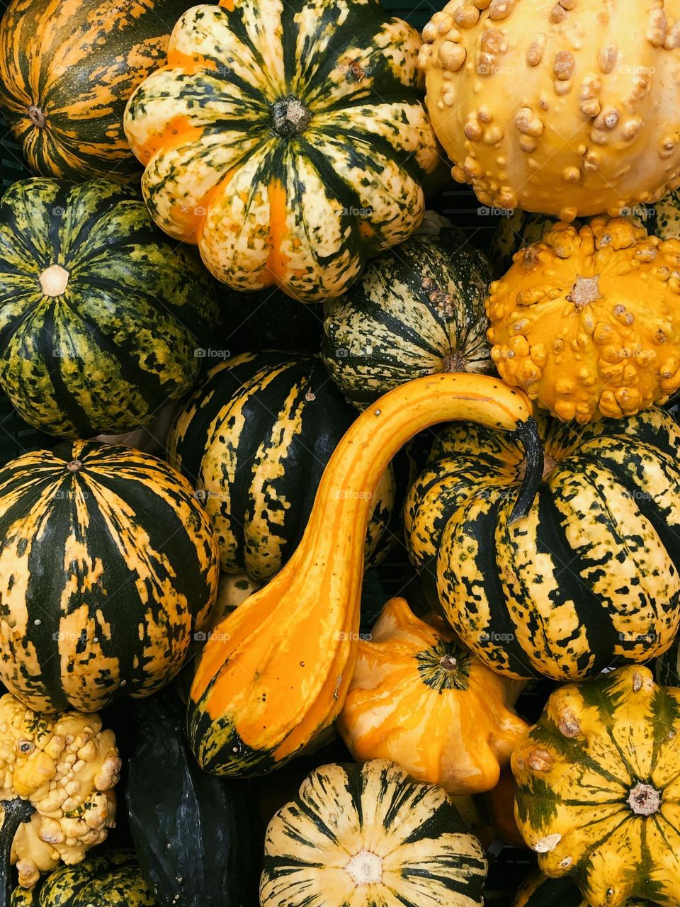 Group of different pumpkins 