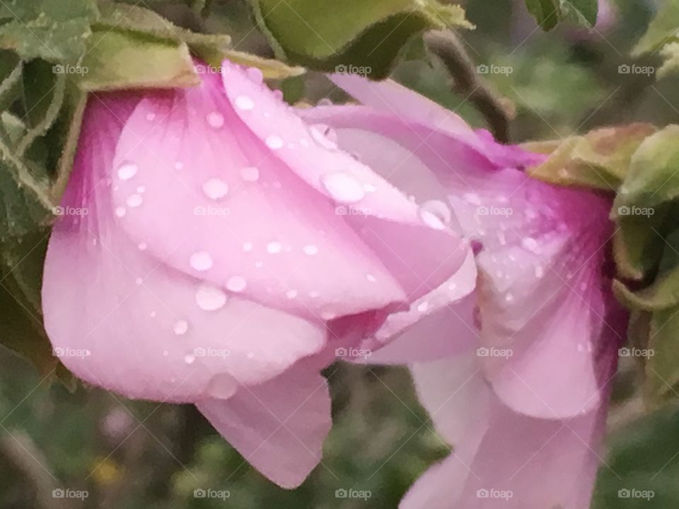 Rain drops on petals 