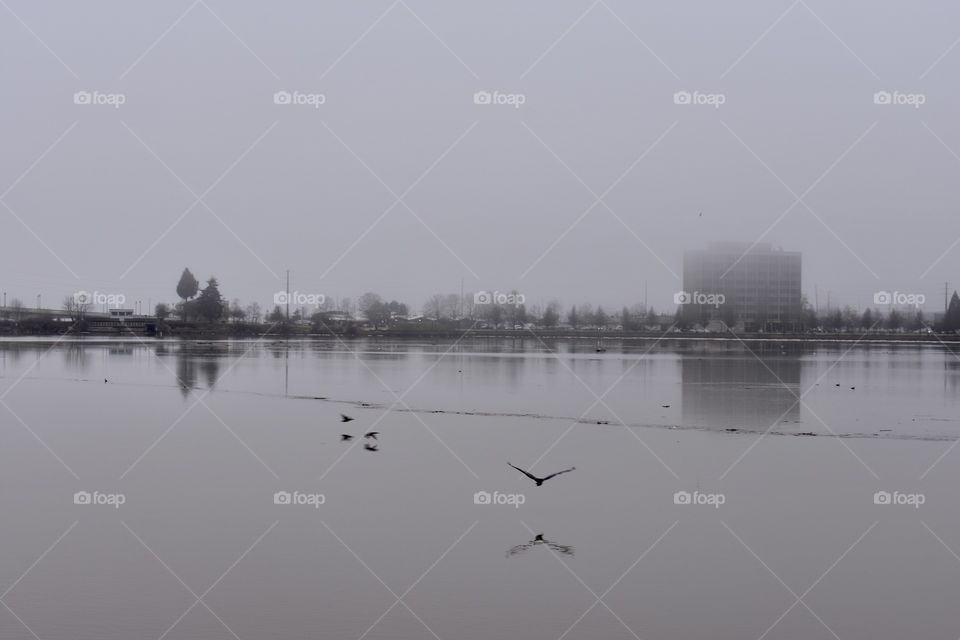 Deep Fog Morning in Olympia, WA