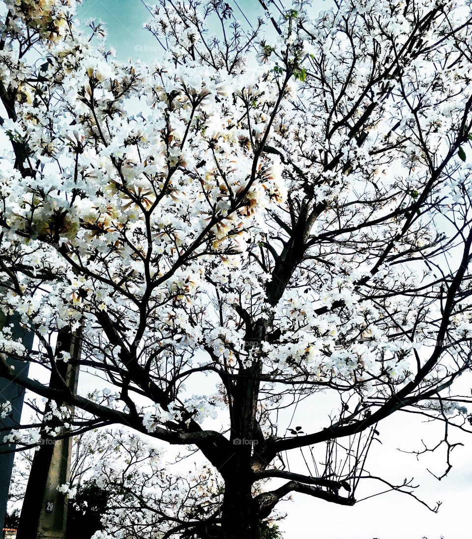 Os ipês brancos estão cada vez mais bonitos nesse ano. A florada valeu a pena! Obrigado, mãe natureza. 